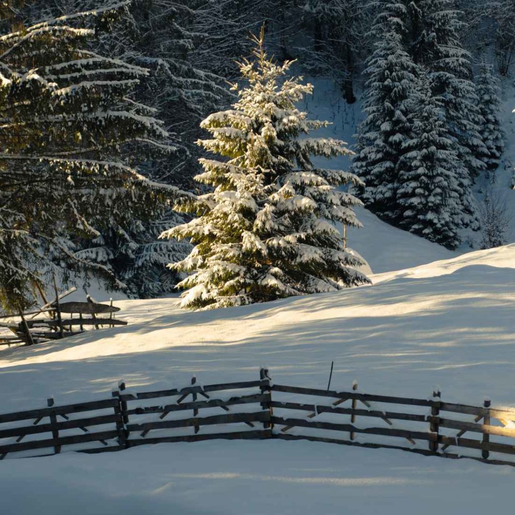 Christmas Gifts from Grace and Dotty